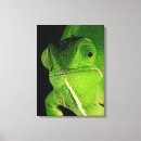 Buscar camaleón lienzos Detalle