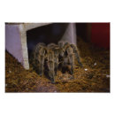 Buscar tarantula decoracion Arácnido