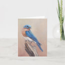 Buscar bluebird tarjetas Vida silvestre