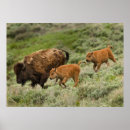 Buscar tres animales fotografía Fauna