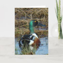 Buscar pato cuchara Aves acuáticas