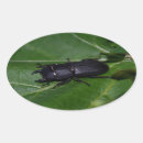 Buscar escarabajo pegatinas Coleóptero