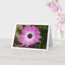 Buscar margarita africana postales Osteospermum