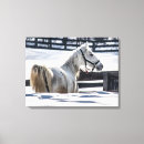 Buscar caballos blancos lienzos General y unisex