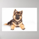 Buscar mutt posters Animal