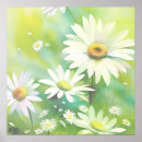 Buscar margarita blanca posters Flores