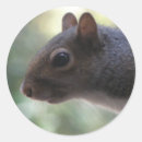 Buscar herbívoro pegatinas Naturaleza