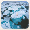Buscar oso polar posavasos Hielo