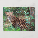 Buscar ocelot postales Felino
