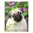 Buscar porcino posters Divertido