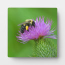 Buscar torpe fotografía Abeja