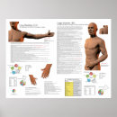 Buscar pulmones posters Intestino