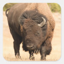 Buscar bisonte pegatinas Fauna