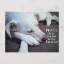 Buscar perro blanco postales Vacaciones