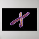 Buscar cromosomas posters Horizontal