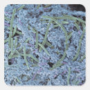 Buscar bacterias pegatinas Enfermedad