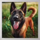 Buscar malinois posters Perros