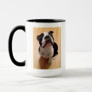 Buscar boston terrier tazas Canino