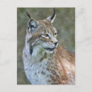 Buscar linces postales Europeo
