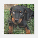 Buscar rottweiler imanes Perro