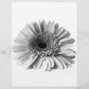 Buscar margaritas flyers Naturaleza