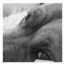 Buscar pitbull blanco posters Animal