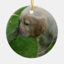 Buscar perro perdiguero decoracion Perritos