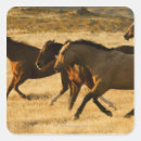 Buscar caballo salvaje pegatinas Campo