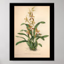 Buscar white orchid arte Orchids