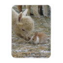 Buscar bebés tarjetas de pascua Conejito
