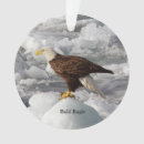 Buscar águilas adornos Naturaleza