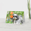Buscar shitzu tarjetas Shih tzu