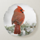 Buscar cardinalidae Superstock