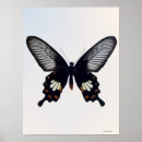 Buscar mariposa marrón posters Fotografía de la naturaleza