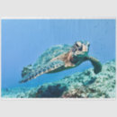 Buscar animales mar de papel de seda Para ella