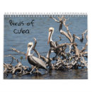 Buscar pájaros calendarios Pelícano