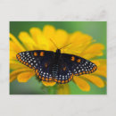 Buscar mancha postales Mariposa