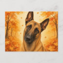 Buscar pastor belga postales Amante de los perros