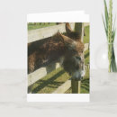 Buscar burro tarjetas General y unisex