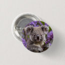 Buscar koalas chapas 6 º pesadilla