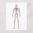 Buscar anatomía humana postales Imagen de origen digital