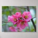 Buscar membrillo posters Rosa
