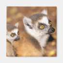 Buscar cuna imanes Animal