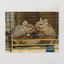 Buscar jaula postales Animal