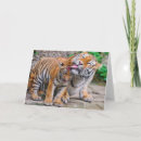 Buscar gato siberiano tarjetas Tigre