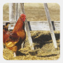 Buscar gallo rojo postales Agricultura