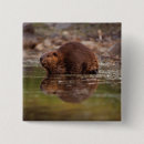 Buscar castor chapas Fauna