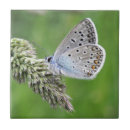 Buscar mariposa azul azulejos Verde