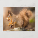 Buscar nueces postales Rojo