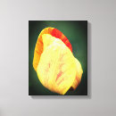 Buscar tulipanes lienzos Flor